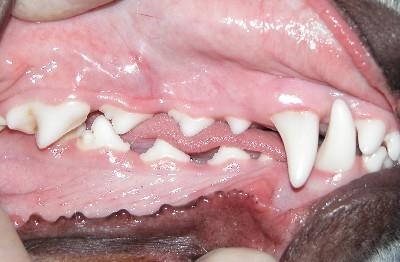 What+does+healthy+gums+look+like